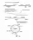 Fig. 11 - Chimeric immunoreceptor useful in treating human cancers