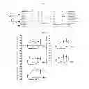 Fig. 08 - METHODS FOR INDUCING MITOCHONDRIAL BIOGENESIS