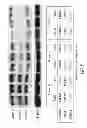 Fig. 09 - Methods for treating progeroid laminopathies using oligonucleotide analogues targeting human LMNA