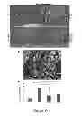 Fig. 06 - Composition Comprising S-Allyl-L-Cysteine as Active Ingredient for Preventing or Treating Gastrointestinal Disorders