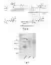 Fig. 04 - Nanostructured physically-associating hydrogels for injectable, responsive, and tough biomaterials