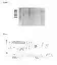 Fig. 08 - Nanostructured physically-associating hydrogels for injectable, responsive, and tough biomaterials