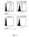 Fig. 13 - HLA-restricted, peptide-specific antigen binding proteins