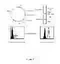 Fig. 15 - HLA-restricted, peptide-specific antigen binding proteins