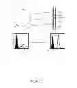 Fig. 24 - HLA-restricted, peptide-specific antigen binding proteins