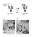 Fig. 02 - Modified antibody compositions, methods of making and using thereof