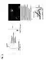 Fig. 07 - BINDING OF PATHOLOGICAL FORMS OF PROTEINS USING CONJUGATED POLYELECTROLYTES