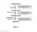 Fig. 04 - Metabolically engineered cells for the production of pinosylvin