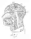 Fig. 01 - COGNITIVE FUNCTION WITHIN A HUMAN BRAIN