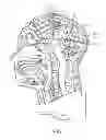 Fig. 02 - COGNITIVE FUNCTION WITHIN A HUMAN BRAIN