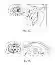 Fig. 07 - COGNITIVE FUNCTION WITHIN A HUMAN BRAIN