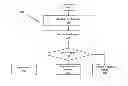 Fig. 01 - Inputting radical on touch screen device