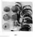 Fig. 02 - Peach tree named 'Supecheighteen'