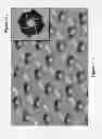 Fig. 26 - Cell mass measurement and apparatus