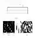 Fig. 02 - TRANSPARENT CONDUCTIVE OXIDE THIN FILM SUBSTRATE, METHOD OF FABRICATING THE SAME, AND ORGANIC LIGHT-EMITTING DEVICE AND PHOTOVOLTAIC CELL HAVING THE SAME