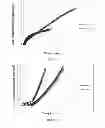 Fig. 04 - Glycerol-based polymers for reducing deposition of organic contaminants in papermaking processes