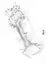Fig. 06 - TOURNIQUET HOLSTERS