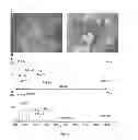 Fig. 09 - Systems and methods extending the laserspray ionization mass spectrometry concept from atmospheric pressure to vacuum