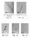 Fig. 07 - Peptide nanostructures and methods of generating and using the same