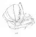Fig. 22 - EXTENDABLE STROLLER SHADE