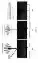 Fig. 42 - Agile imaging system