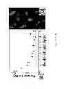 Fig. 08 - Method and system for active-illumination parallel Raman microspectroscopy