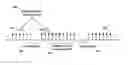 Fig. 01 - Handover signaling in a wireless network