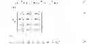 Fig. 12 - Multiple color channel multiple regression predictor