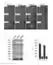 Fig. 07 - Combined pharmaceutical preparation