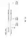 Fig. 20 - HEMATOPOIETIC STEM AND PROGENITOR CELL THERAPY
