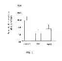 Fig. 02 - HIGHLY FUNCTIONALIZED STEM CELL/PROGENITOR CELL BY APE1 GENE TRANSFECTION