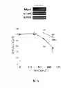 Fig. 06 - HIGHLY FUNCTIONALIZED STEM CELL/PROGENITOR CELL BY APE1 GENE TRANSFECTION