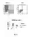Fig. 07 - HIGHLY FUNCTIONALIZED STEM CELL/PROGENITOR CELL BY APE1 GENE TRANSFECTION