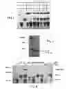 Fig. 06 - Peptides capable of forming a convalent complex, and uses thereof