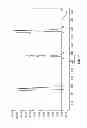 Fig. 02 - Pharmaceutical compositions