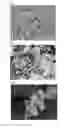 Fig. 02 - DISINTEGRABLE CORE PARTICLE FOR PHARMACEUTICAL PREPARATION