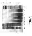 Fig. 02 - Frozen Confections Comprising Protein Hydrolysate Compositions and Method for Producing the Frozen Confections