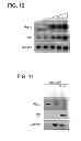 Fig. 07 - Methods for identifying modulators of murine double minute 2