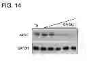 Fig. 09 - Methods for identifying modulators of murine double minute 2