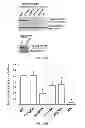 Fig. 02 - Reagents for probing ROCKs activation