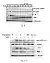 Fig. 06 - Reagents for probing ROCKs activation