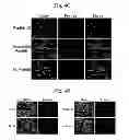Fig. 07 - Peptide aptamers against tenascin C