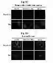 Fig. 09 - Peptide aptamers against tenascin C
