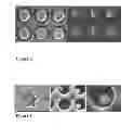 Fig. 07 - MICROPLATE FOR CORRELATIVE MICROSCOPY