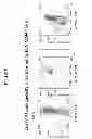 Fig. 04 - COMPOSITIONS AND METHODS FOR TREATING AND DIAGNOSING CANCER