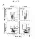 Fig. 11 - COMPOSITIONS AND METHODS FOR TREATING AND DIAGNOSING CANCER