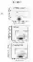 Fig. 16 - COMPOSITIONS AND METHODS FOR TREATING AND DIAGNOSING CANCER