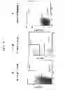 Fig. 19 - COMPOSITIONS AND METHODS FOR TREATING AND DIAGNOSING CANCER
