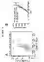 Fig. 24 - COMPOSITIONS AND METHODS FOR TREATING AND DIAGNOSING CANCER
