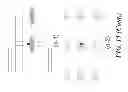 Fig. 35 - Apparatus for detecting tumor cells